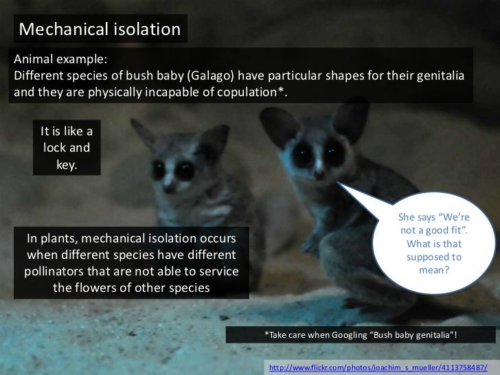 IB Biology Option D.2 Species and speciation