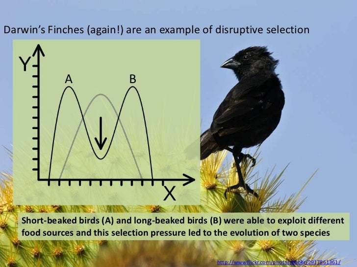 IB Biology Option D.2 Species and speciation