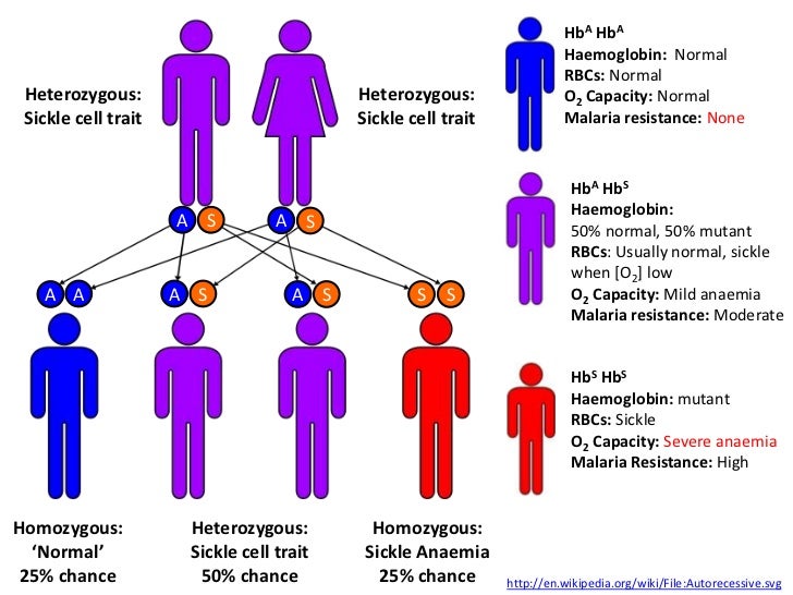 the connection between malaria and the sickle cell disease Introduction sickle cell disease (scd) encompasses a group of hemoglobinopathies characterized by a single amino acid. the connection between malaria and the sickle cell disease Introduction sickle cell disease (scd) encompasses a group of hemoglobinopathies characterized by a single amino acid.