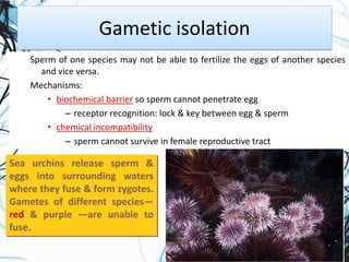 Speciesandspeciation 160330185521 | PDF