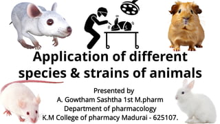 Application of diﬀerent
species & strains of animals
Presented by
A. Gowtham Sashtha 1st M.pharm
Department of pharmacology
K.M College of pharmacy Madurai - 625107.
 