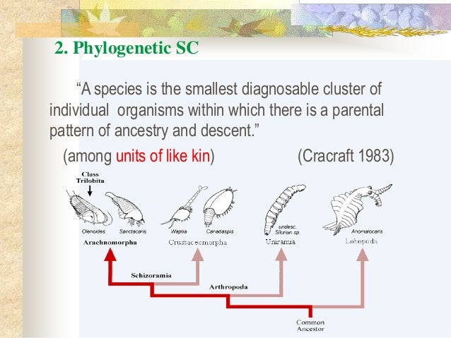 what are typological species concept