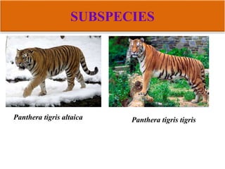 SUBSPECIES
Panthera tigris altaica Panthera tigris tigris
 