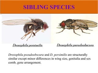 SIBLING SPECIES
Drosophila pseudoobscura and D. persimilis are structurally
similar except minor differences in wing size, genitalia and sex
comb, gene arrangement.
 