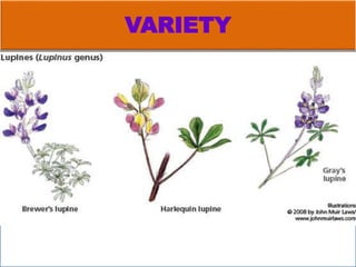 VARIETY
Varieties of Lupines
 