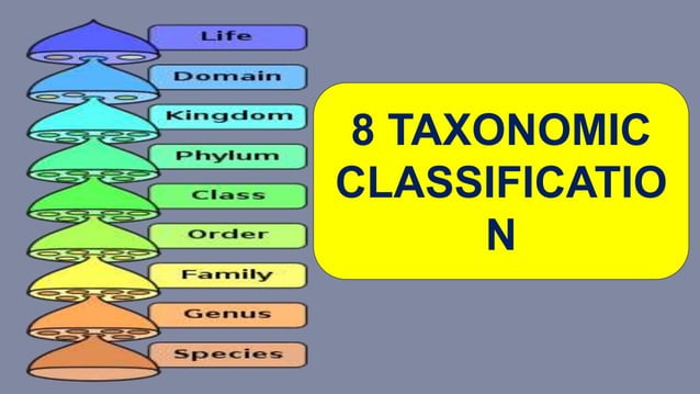 SPECIES CONCEPT & HIERARCHICAL TAXONOMIC CLASSIFICATION.pptx