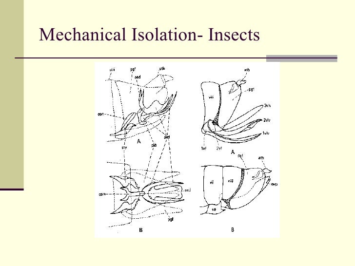 Species Concepts And Speciation