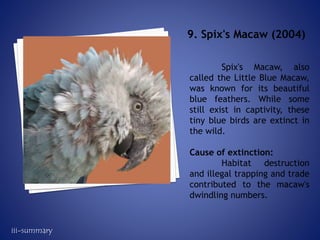 Spix's Macaw, also
called the Little Blue Macaw,
was known for its beautiful
blue feathers. While some
still exist in captivity, these
tiny blue birds are extinct in
the wild.
Cause of extinction:
Habitat destruction
and illegal trapping and trade
contributed to the macaw's
dwindling numbers.
9. Spix's Macaw (2004)
iii-summary
 