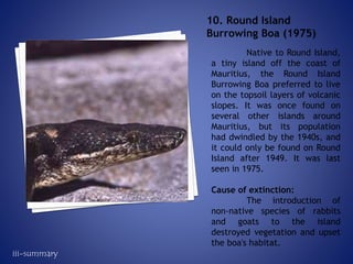 Native to Round Island,
a tiny island off the coast of
Mauritius, the Round Island
Burrowing Boa preferred to live
on the topsoil layers of volcanic
slopes. It was once found on
several other islands around
Mauritius, but its population
had dwindled by the 1940s, and
it could only be found on Round
Island after 1949. It was last
seen in 1975.
Cause of extinction:
The introduction of
non-native species of rabbits
and goats to the island
destroyed vegetation and upset
the boa's habitat.
10. Round Island
Burrowing Boa (1975)
iii-summary
 