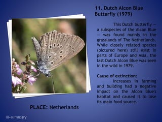 This Dutch butterfly —
a subspecies of the Alcon Blue
— was found mainly in the
grasslands of The Netherlands.
While closely related species
(pictured here) still exist in
parts of Europe and Asia, the
last Dutch Alcon Blue was seen
in the wild in 1979.
Cause of extinction:
Increases in farming
and building had a negative
impact on the Alcon Blue's
habitat and caused it to lose
its main food source.
11. Dutch Alcon Blue
Butterfly (1979)
PLACE: Netherlands
iii-summary
 