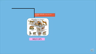 EXTANT SPECIES- that are not
extinct.
WILD CATS
 