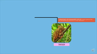 THREATENED OR ENDANGERED SPECIES- extant species that
are threatened by extinction or near extinction.
TARSIER
 