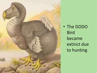 tThe DODO Bird became extinct due to hunting