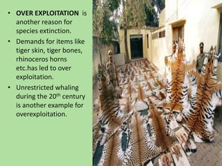 OVER EXPLOITATION  is another reason for species extinction.Demands for items like tiger skin, tiger bones, rhinoceros horns etc.has led to over exploitation.Unrestricted whaling during the 20th century is another example for overexploitation.