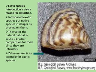 Exotic species introduction is also a reason for extinction.