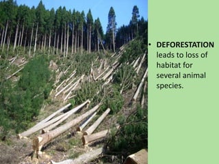DEFORESTATION leads to loss of habitat for several animal species.<br />