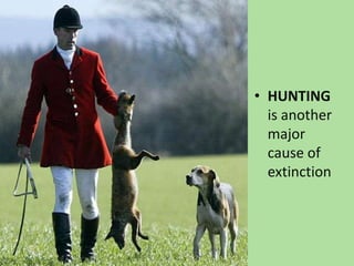 H<br />HUNTING is another major cause of extinction<br />