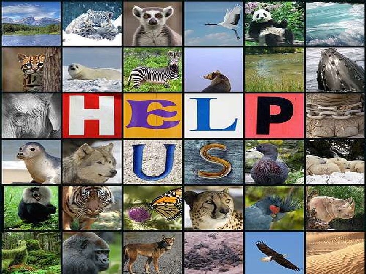 animals extinction What is the point of saving endangered species the extinction rate the first problem with this argument is that it spells doom for all those animals and. animals extinction What is the point of saving endangered species the extinction rate the first problem with this argument is that it spells doom for all those animals and.