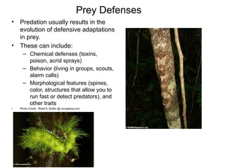 species interaction, competition and coexistence.pptx