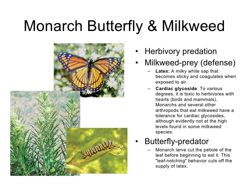 Species Interactions