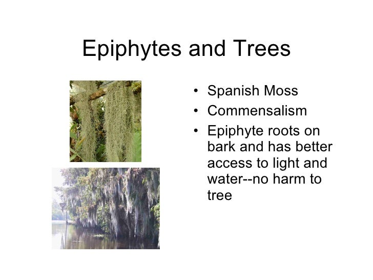 Species Interactions