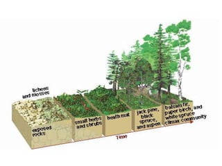 Species interactions