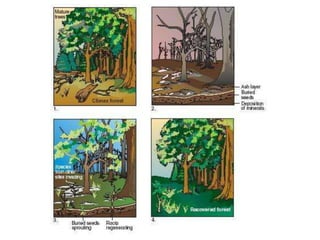 Species interactions