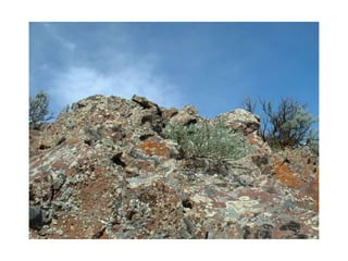 Species interactions