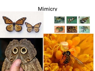 Mimicry
 