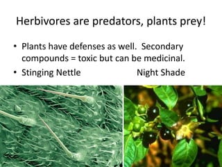 Herbivores are predators, plants prey!
• Plants have defenses as well. Secondary
  compounds = toxic but can be medicinal.
• Stinging Nettle              Night Shade
 
