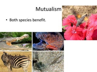 Mutualism
• Both species benefit.
 