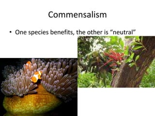Commensalism
• One species benefits, the other is “neutral”
 