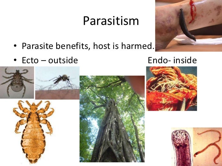 how are predator/prey and parasite/host relationships similar
