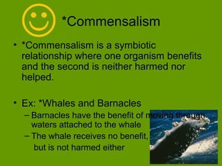 *Commensalism
• *Commensalism is a symbiotic
  relationship where one organism benefits
  and the second is neither harmed nor
  helped.

• Ex: *Whales and Barnacles
  – Barnacles have the benefit of moving through
    waters attached to the whale
  – The whale receives no benefit,
    but is not harmed either
 