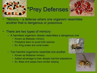 *Prey Defenses
• *Mimicry – a defense where one organism resembles
  another that is dangerous or poisonous

• There are two types of mimicry:
   – A harmless organism closely resembles a dangerous one
      • Known as Batesian mimicry
      • Predators learn to avoid both species
      • Ex: King snake and coral snake

   – Two harmful organisms resemble one another
      • Known as Mullerian mimicry
      • Added advantage to their already harmful adaptations
      • Ex: Bees and wasps have similar striping
 