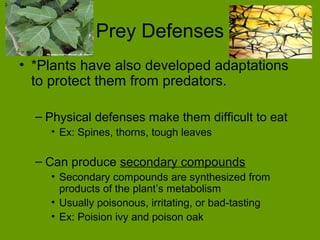 Prey Defenses
• *Plants have also developed adaptations
  to protect them from predators.

  – Physical defenses make them difficult to eat
    • Ex: Spines, thorns, tough leaves

  – Can produce secondary compounds
    • Secondary compounds are synthesized from
      products of the plant’s metabolism
    • Usually poisonous, irritating, or bad-tasting
    • Ex: Poision ivy and poison oak
 