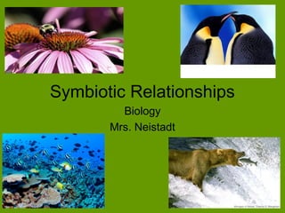 Symbiotic Relationships
         Biology
       Mrs. Neistadt
 