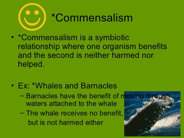 Commensalism Symbiosis Examples