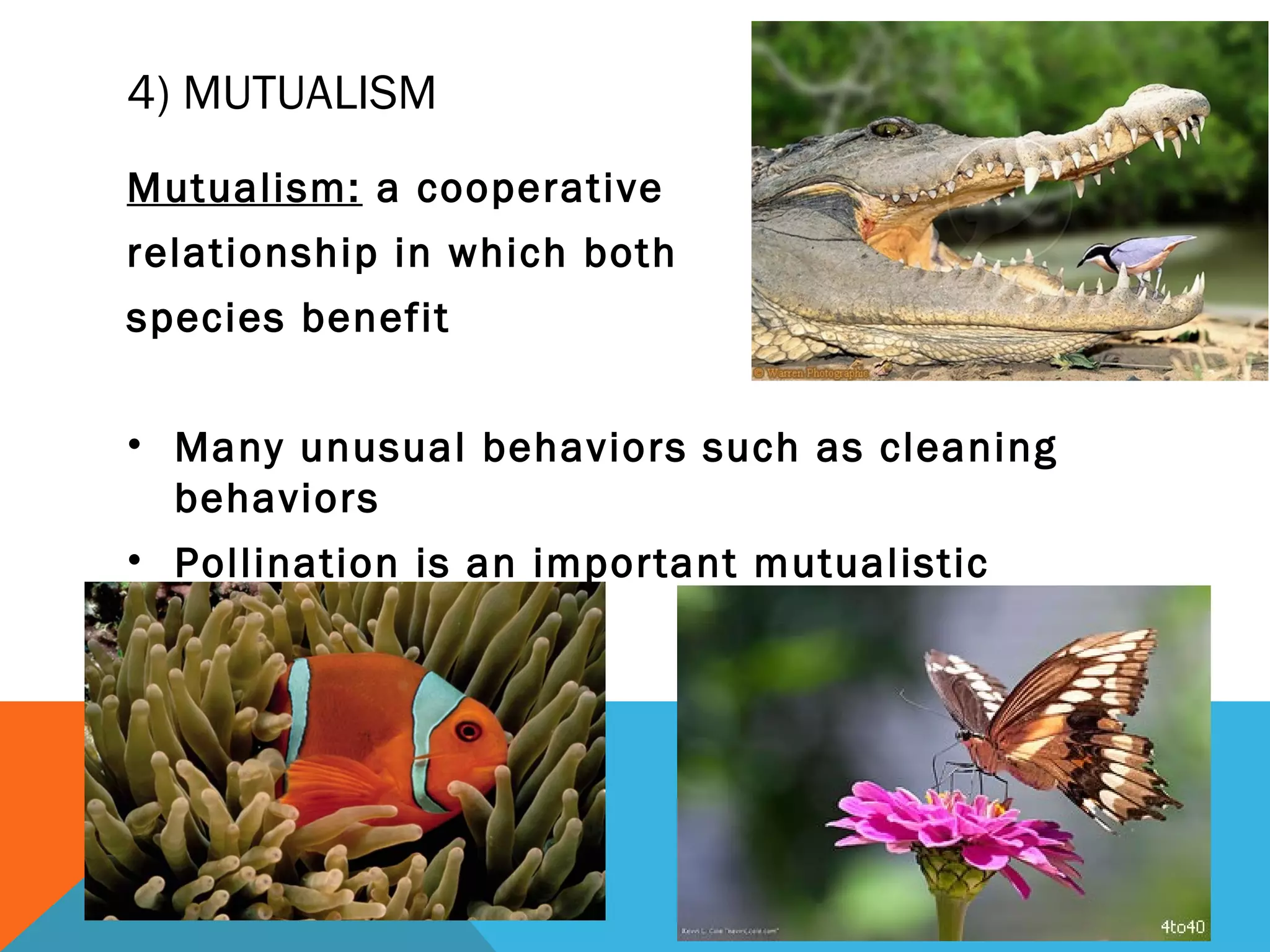 4) MUTUALISM
Mutualism: a cooperative
relationship in which both
species benefit
• Many unusual behaviors such as cleaning
behaviors
• Pollination is an important mutualistic
relationship
 