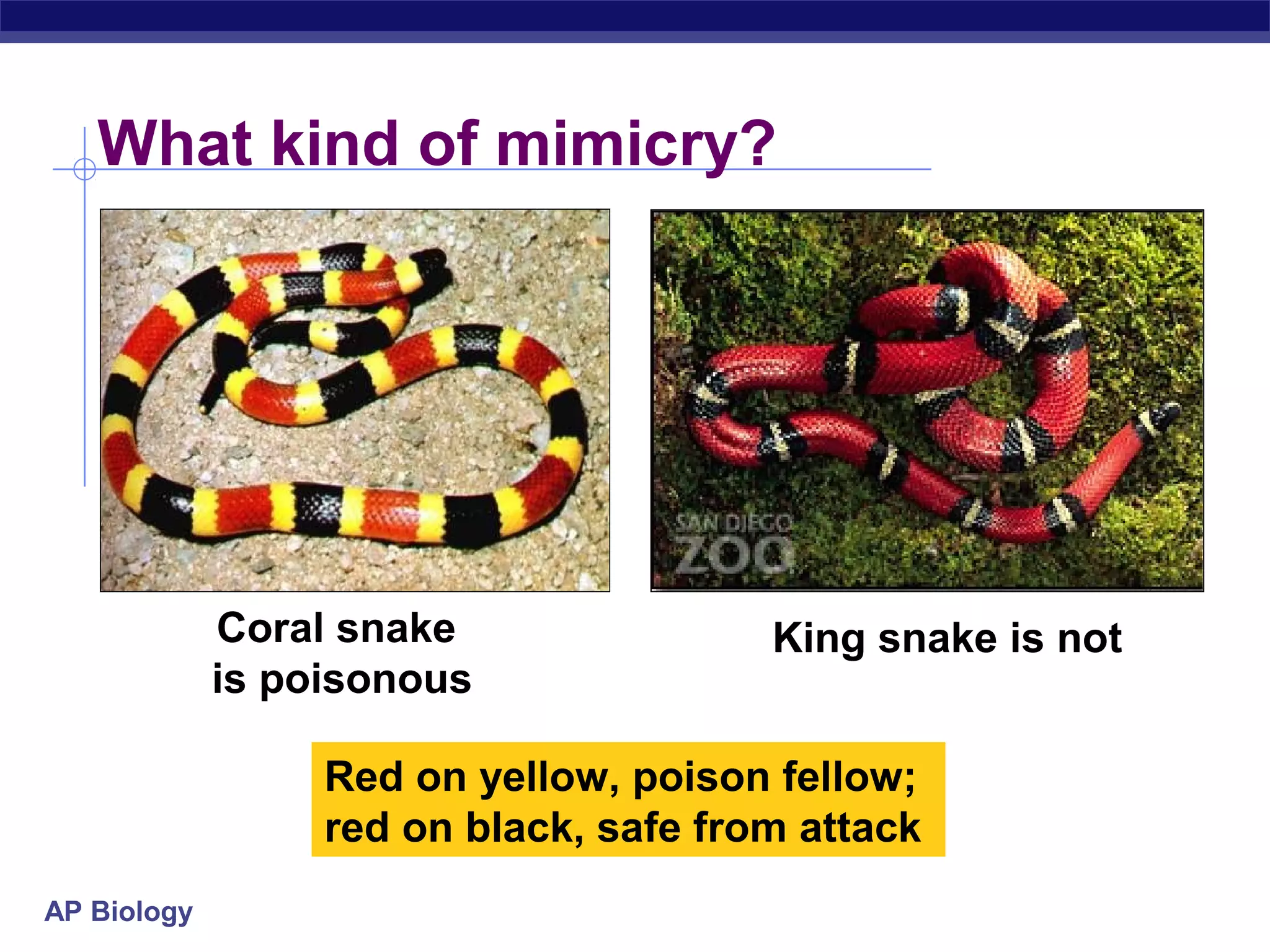AP Biology
What kind of mimicry?
Coral snake
is poisonous
King snake is not
Red on yellow, poison fellow;
red on black, safe from attack
 