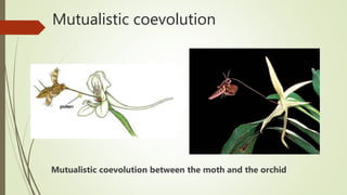 Mutualistic coevolution
Mutualistic coevolution between the moth and the orchid
 