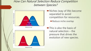 Niches (way of life) become
separated to avoid
competition for resources.
Reduce niche overlap
This is also the basis of
natural selection – the
pressure that drives the
evolution of new species.
How Can Natural Selection Reduce Competition
between Species?
 