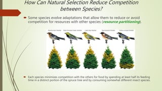 Some species evolve adaptations that allow them to reduce or avoid
competition for resources with other species (resource partitioning).
 Each species minimizes competition with the others for food by spending at least half its feeding
time in a distinct portion of the spruce tree and by consuming somewhat different insect species.
How Can Natural Selection Reduce Competition
between Species?
 