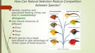 Genetic variation and
specialized feeding niches can
lead to evolutionary
divergence.
Use shared resources at
different:
Times
Places
Ways
Each species has a beak
specialized to take advantage of
certain types of food resource.
How Can Natural Selection Reduce Competition
between Species?
 