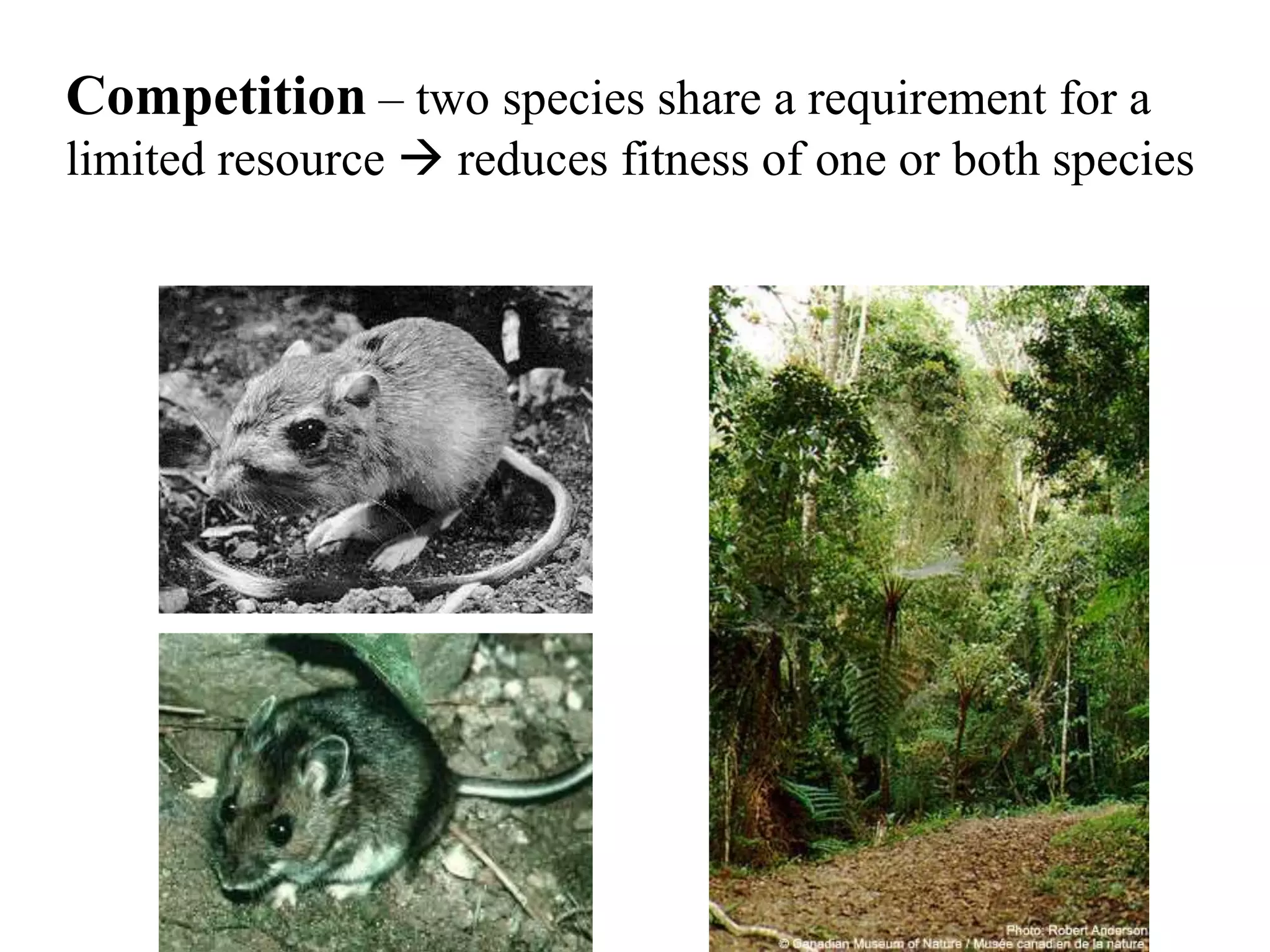 Competition – two species share a requirement for a
limited resource  reduces fitness of one or both species

 