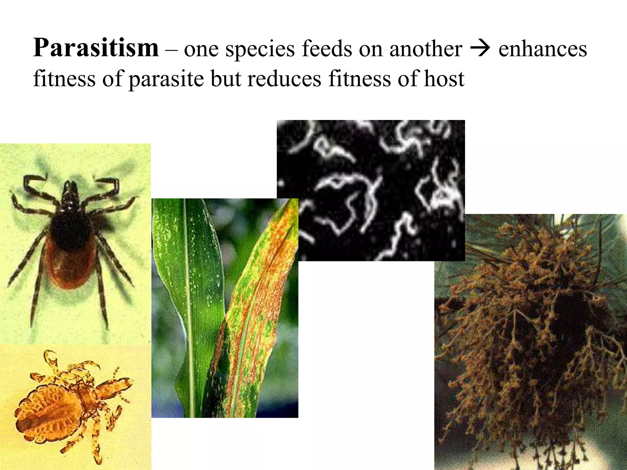 Parasitism – one species feeds on another  enhances
fitness of parasite but reduces fitness of host

 