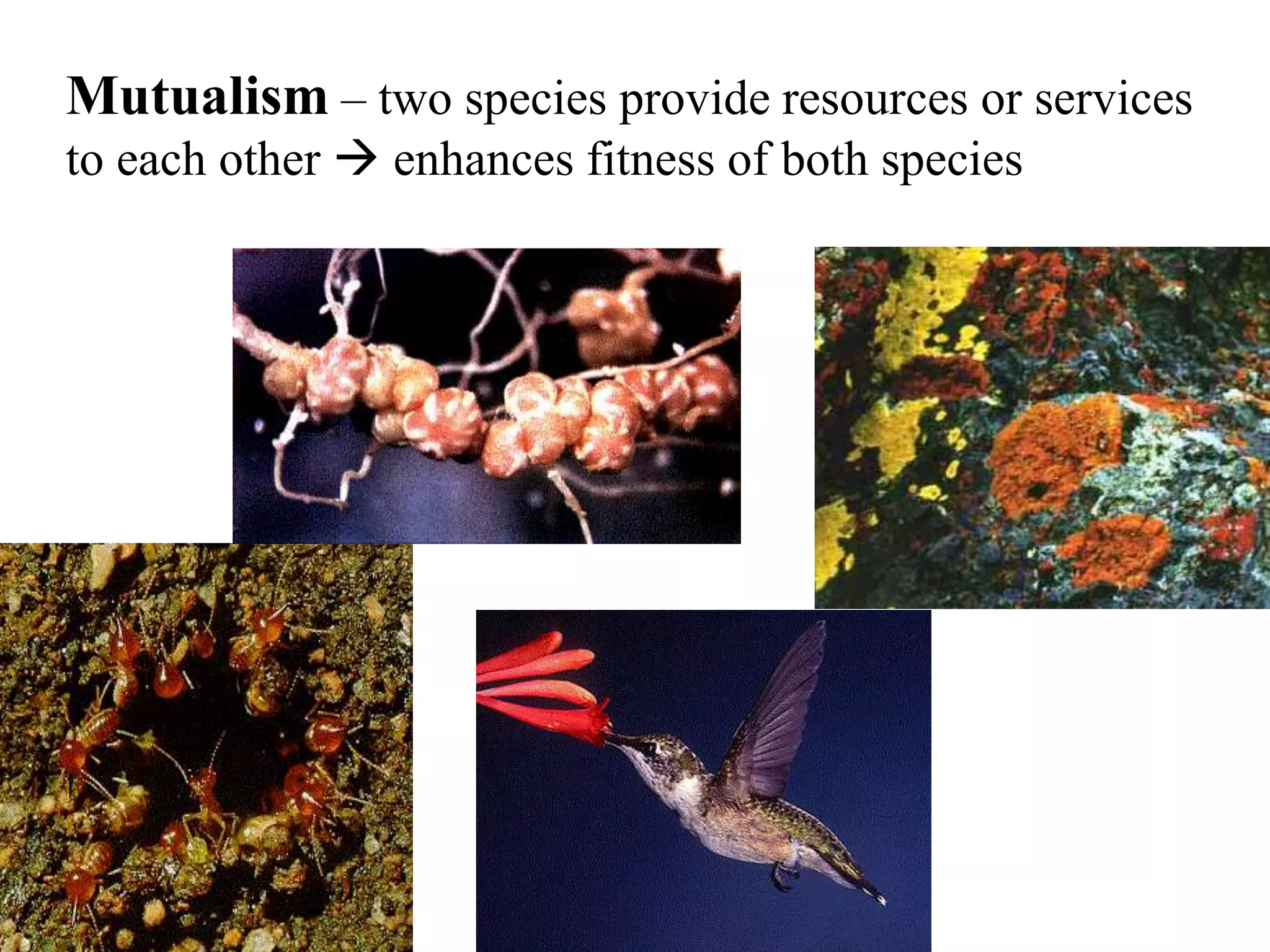 Mutualism – two species provide resources or services
to each other  enhances fitness of both species

 