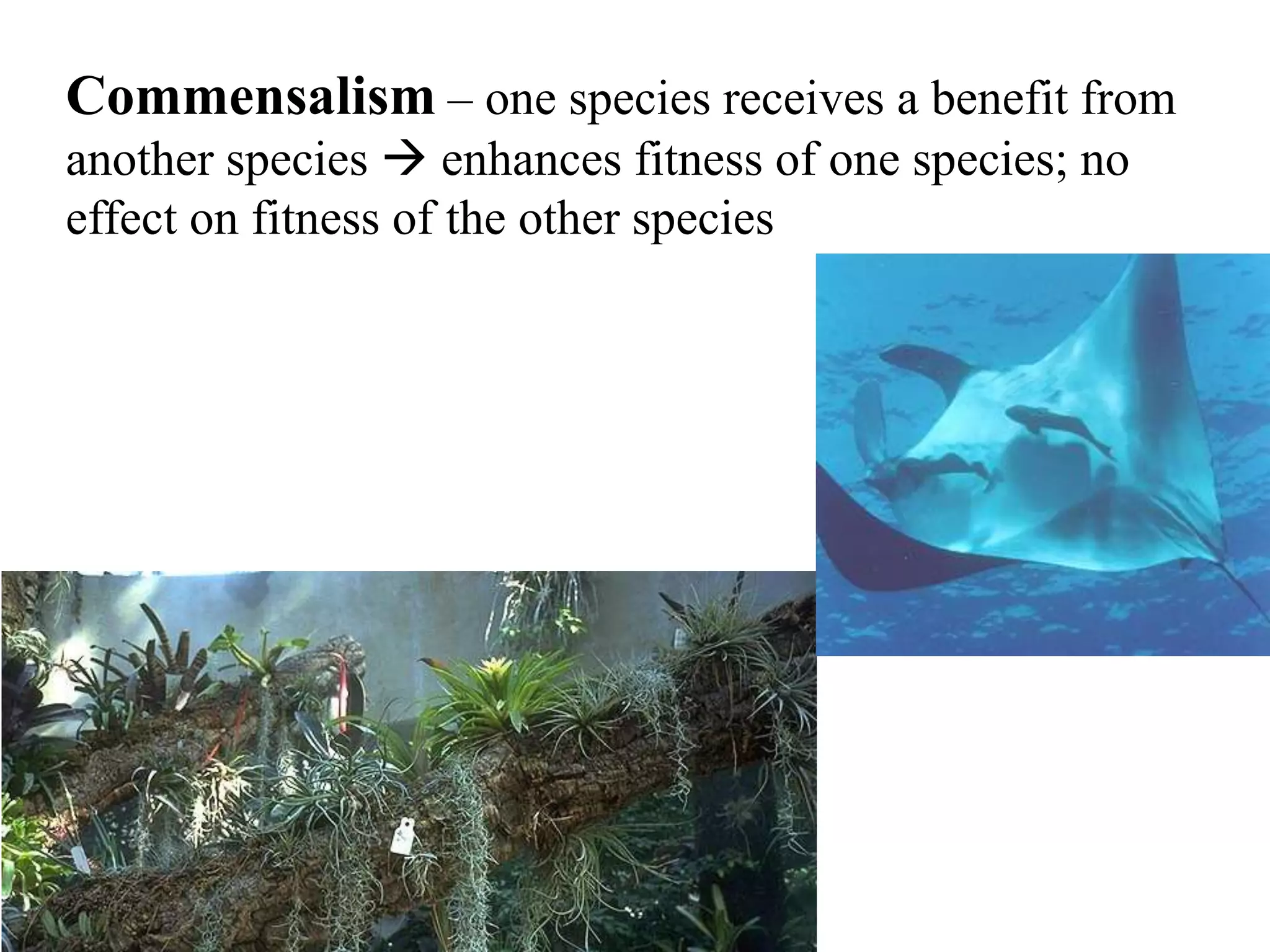 Commensalism – one species receives a benefit from
another species  enhances fitness of one species; no
effect on fitness of the other species

 
