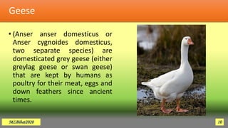 Geese
• (Anser anser domesticus or
Anser cygnoides domesticus,
two separate species) are
domesticated grey geese (either
greylag geese or swan geese)
that are kept by humans as
poultry for their meat, eggs and
down feathers since ancient
times.
MLBibat2020 10
 