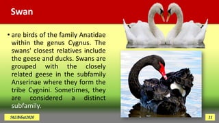 Swan
• are birds of the family Anatidae
within the genus Cygnus. The
swans' closest relatives include
the geese and ducks. Swans are
grouped with the closely
related geese in the subfamily
Anserinae where they form the
tribe Cygnini. Sometimes, they
are considered a distinct
subfamily.
MLBibat2020 11
 